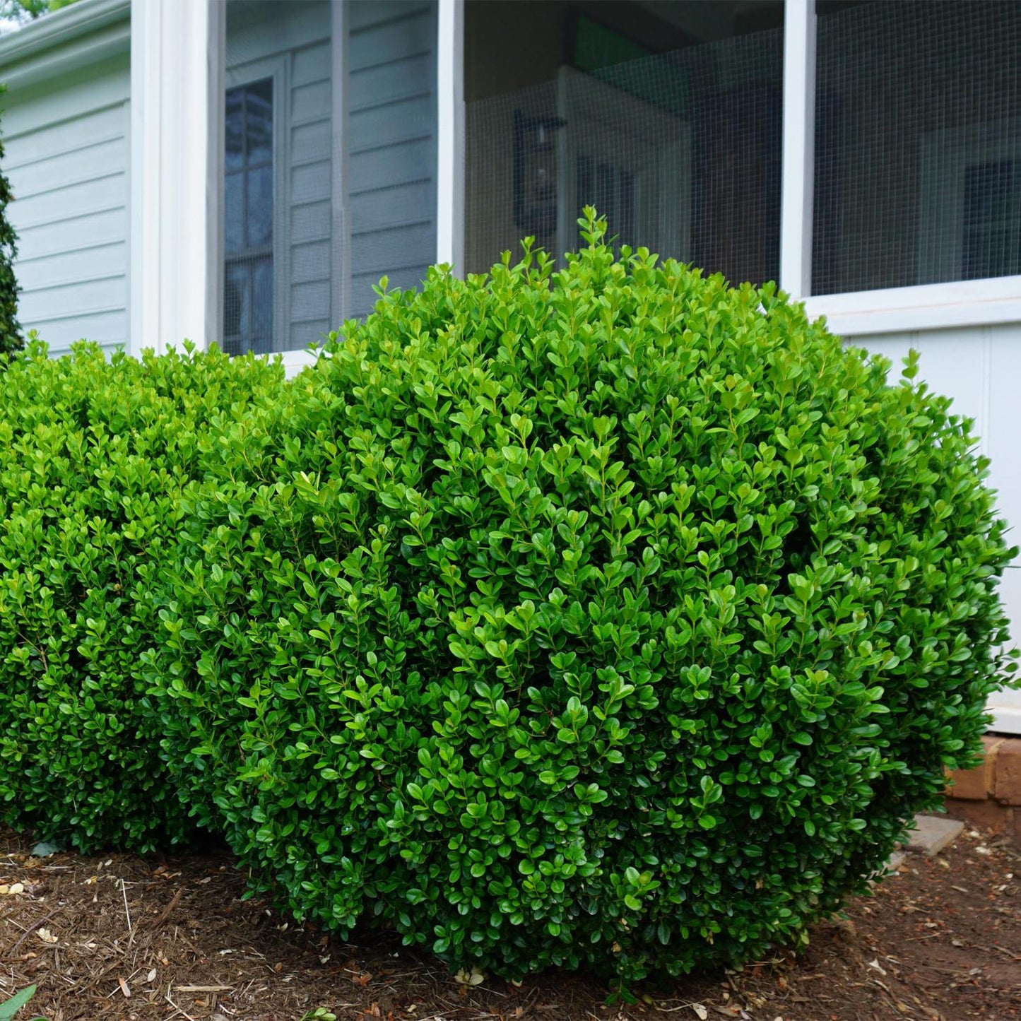 A Newgen Freedom® Boxwood (Buxus), with dense green leaves, is planted in mulch in front of a light blue house with a screened porch, serving as an attractive evergreen foundation shrub - Photo Courtesy of Proven Winners, Inc.