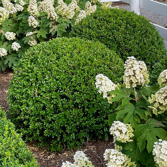 Rounded, blight-resistant Newgen Independence® Boxwood shrubs and white hydrangea flowers thrive in a mulched garden bed bordered by a white wooden fence - Photo Courtesy of Proven Winners, Inc.