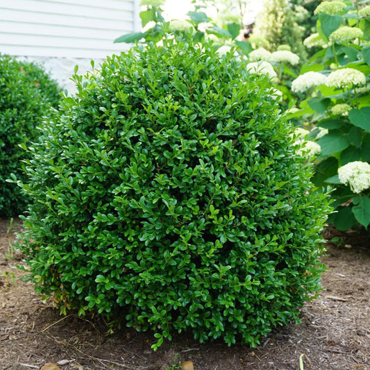A neatly trimmed Newgen Independence® Boxwood (Buxus) with dense leaves grows in a garden bed, surrounded by other greenery and white flowers near a building - Photo Courtesy of Proven Winners, Inc.