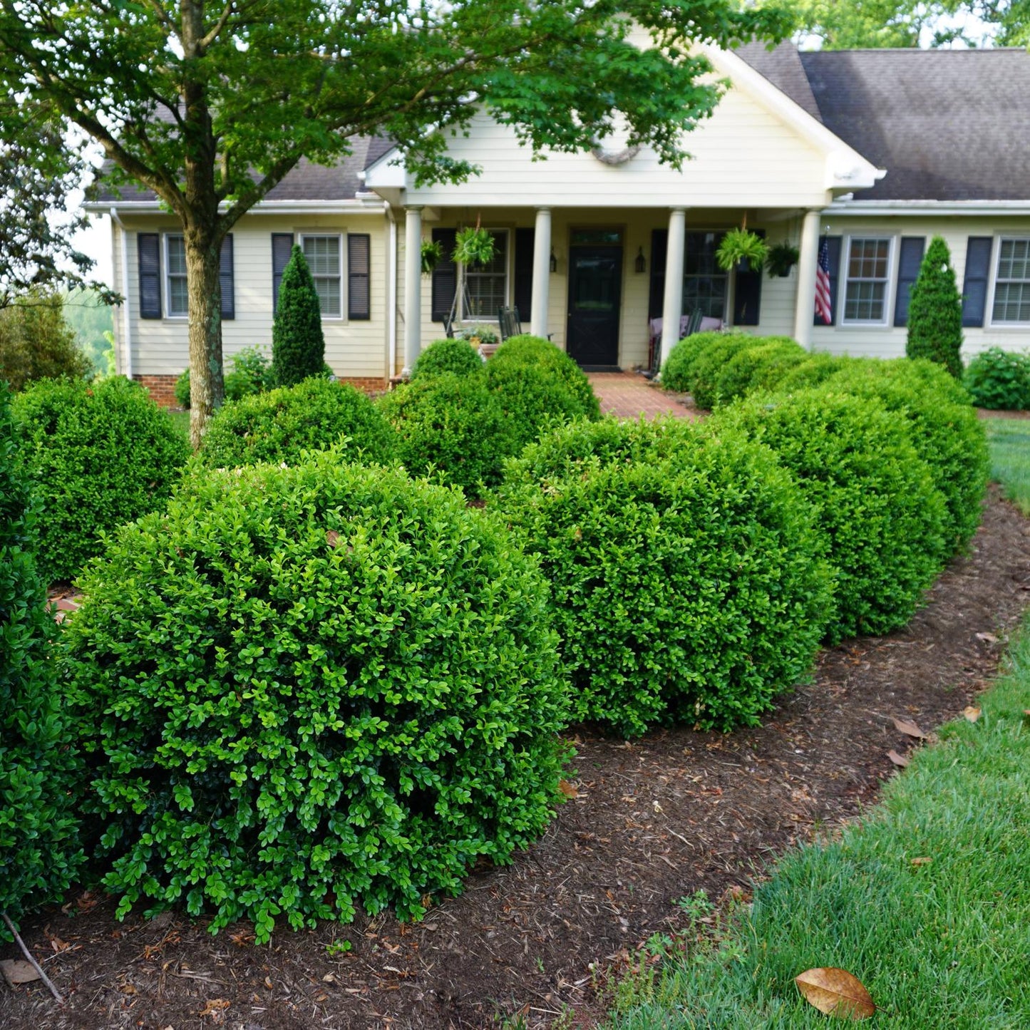 Newgen Independence® Boxwood (Buxus), known for boxwood blight resistance, are neatly trimmed and line a mulched garden bed in front of a yellow house with white trim and black shutters, shaded by a tree on the left - Photo Courtesy of Proven Winners, Inc.
