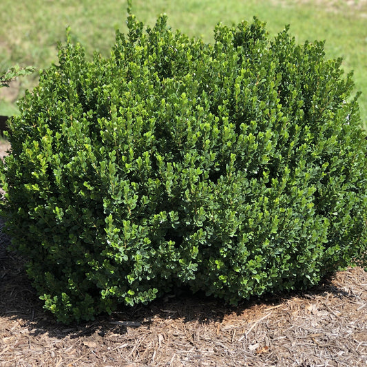 A North Star® Boxwood (Buxus) with small leaves forms a dense, neat globe in a mulched garden bed, standing out against a grassy backdrop - Photo Property of Garden Crossings LLC.