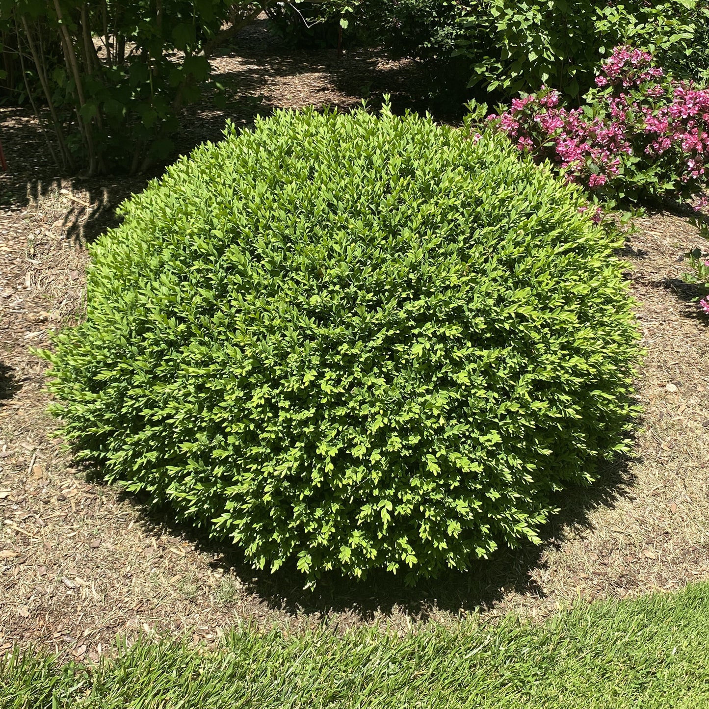 North Star® Boxwood (Buxus) - Photo Property of Garden Crossings LLC