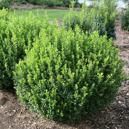 Sprinter® Boxwood (Buxus) - Photo Courtesy of Proven Winners, Inc.