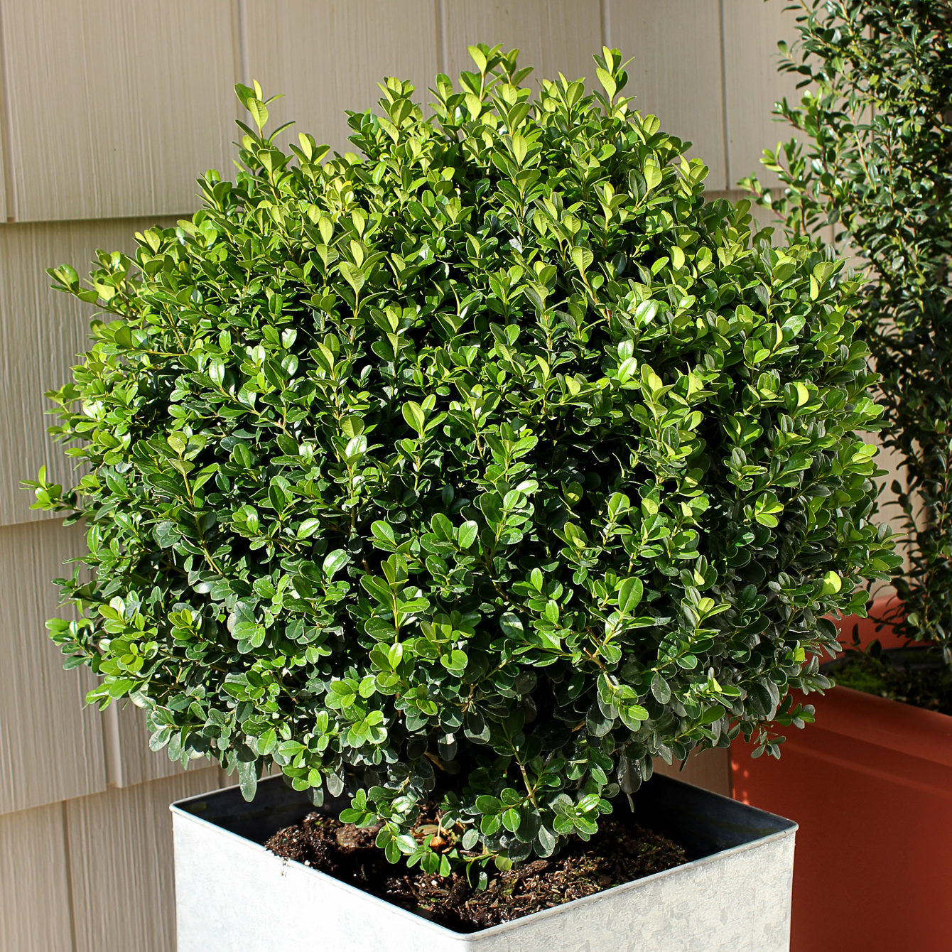 A dense, round Sprinter® Boxwood (Buxus) with glossy green leaves grows in a square metal planter near light-colored siding and another potted plant in the background - Photo Courtesy of Proven Winners, Inc. Decorative pot not included.