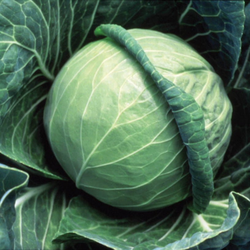 A close-up of the Fast Vantage' Cabbage (Brassica) shows a round, tightly packed head with smooth leaves and distinct veins, surrounded by large, thick outer leaves - Photo Courtesy of Burpee