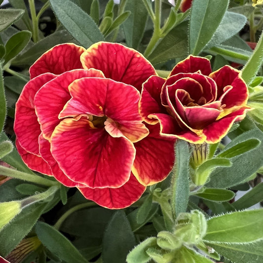 Two Superbells® Double Redstone™ Calibrachoa blooms featuring bright red, velvety double blooms with yellow-edged ruffled petals and green foliage - Photo Property of Garden Crossings LLC
