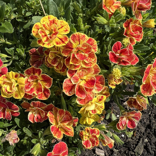 Superbells® Double Redstone™ Calibrachoa features striking orange and yellow double blooms with ruffled petals and green foliage, showcased in a garden bed where dark soil peeks through at the bottom right - Photo Property of Garden Crossings LLC