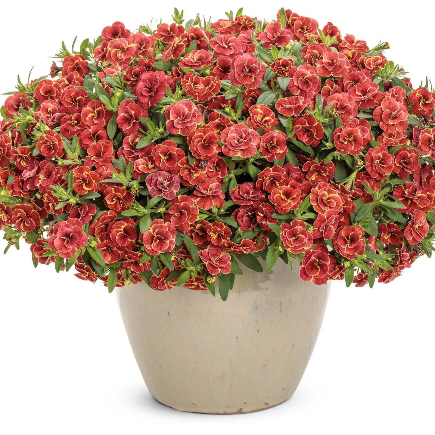Superbells® Double Redstone™ Calibrachoa - Photo Courtesy of Proven Winners, Inc.