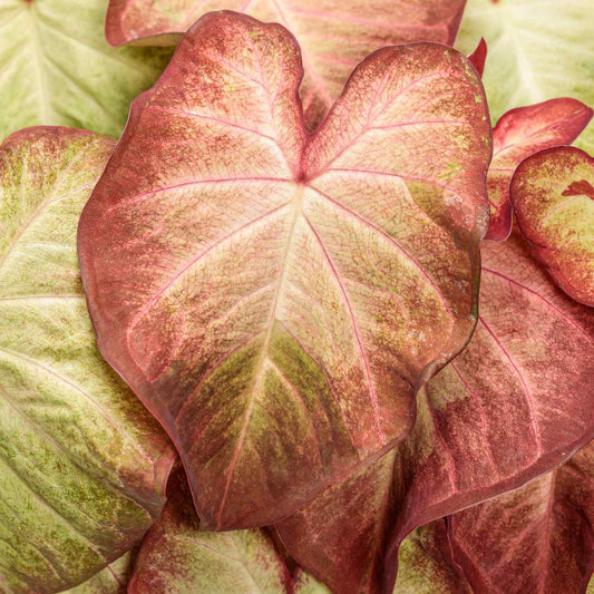 Close-up of Heart to Heart® 'Creme Brulee' Caladium’s heart-shaped leaves, showcasing pink, red, and green tones with visible veins - Photo Courtesy of Proven Winners, Inc.