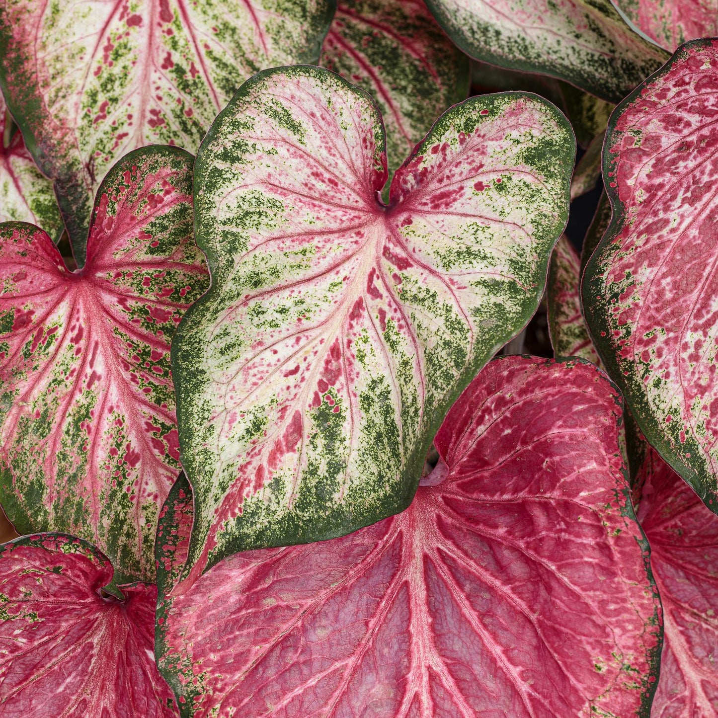 Heart to Heart® 'Blushing Bride' Caladium - Photo Courtesy of Proven Winners, Inc.