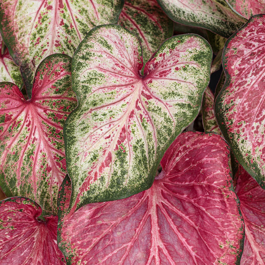 Close-up of Heart to Heart® 'Blushing Bride' Caladium, showcasing heart-shaped leaves in vivid pink, green, and white with striking veins - Photo Courtesy of Proven Winners, Inc.