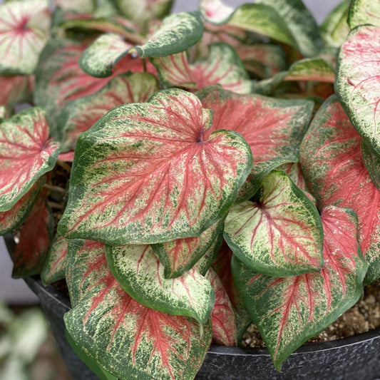 Heart to Heart® 'Bold 'N Beautiful' Caladium features lush leaves with green edges, creamy centers, and pink-red veins - Photo Property of Garden Crossings LLC. Decorative pot not included.