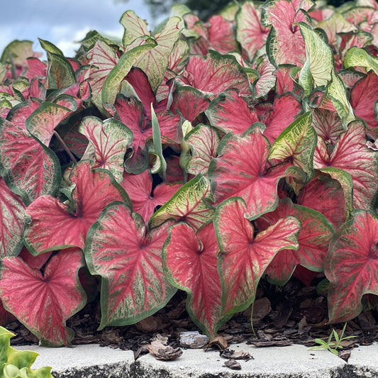 A cluster of Heart to Heart® 'Bold 'N Beautiful' Caladium with large, heart-shaped leaves—bright pink centers and green edges—thrives by a stone border in sun or shade, surrounded by mulch - Photo Courtesy of Proven Winners, Inc.