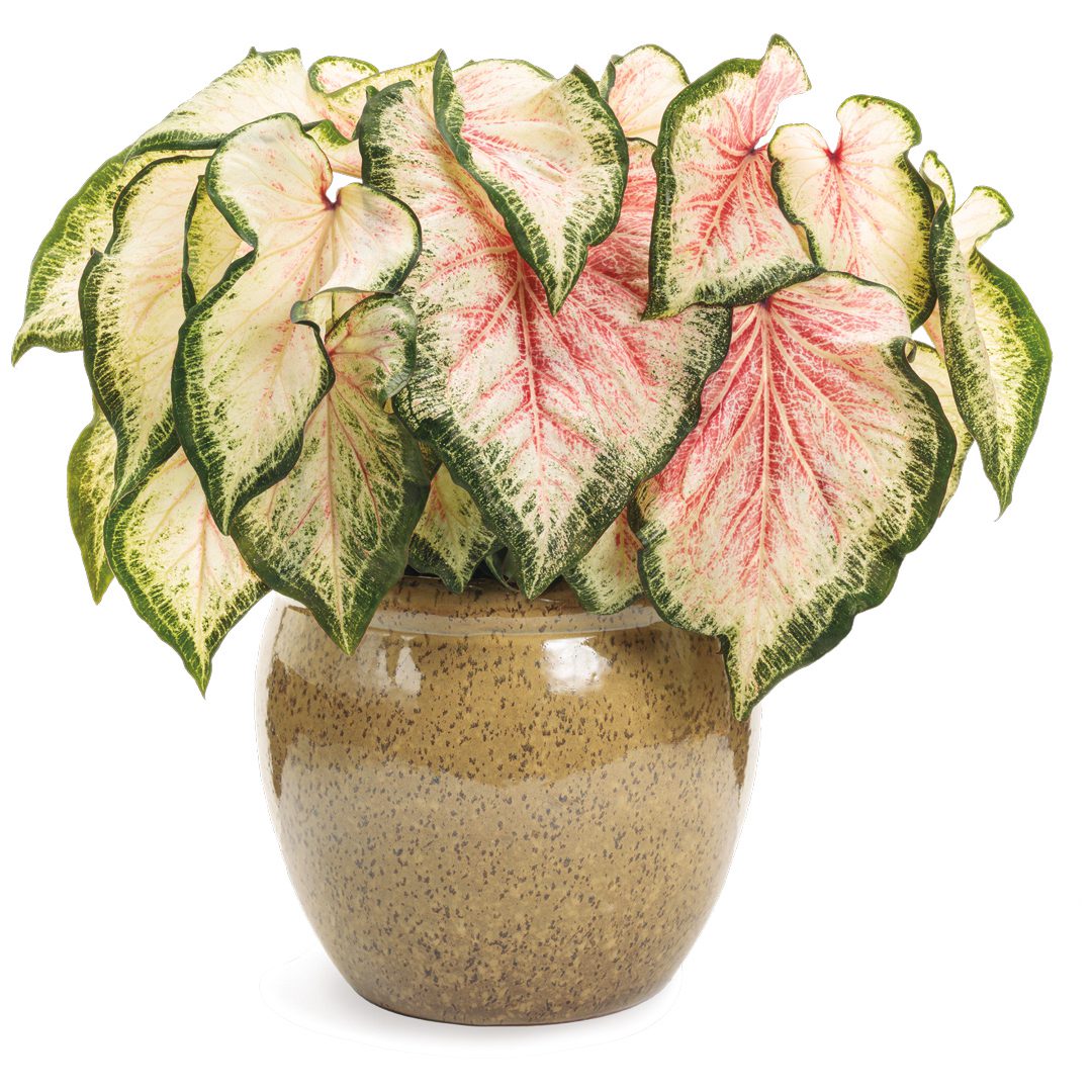 A potted Heart to Heart® 'Bold 'N Beautiful' Caladium with large heart-shaped leaves—green-edged, white-centered, and pink-veined—is shown in a tan ceramic pot on a white background - Photo Courtesy of Proven Winners, Inc. Decorative pot not included.