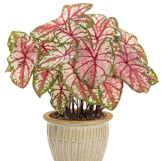 Heart to Heart® 'Bottle Rocket' Caladium - Photo Courtesy of Proven Winners, Inc.