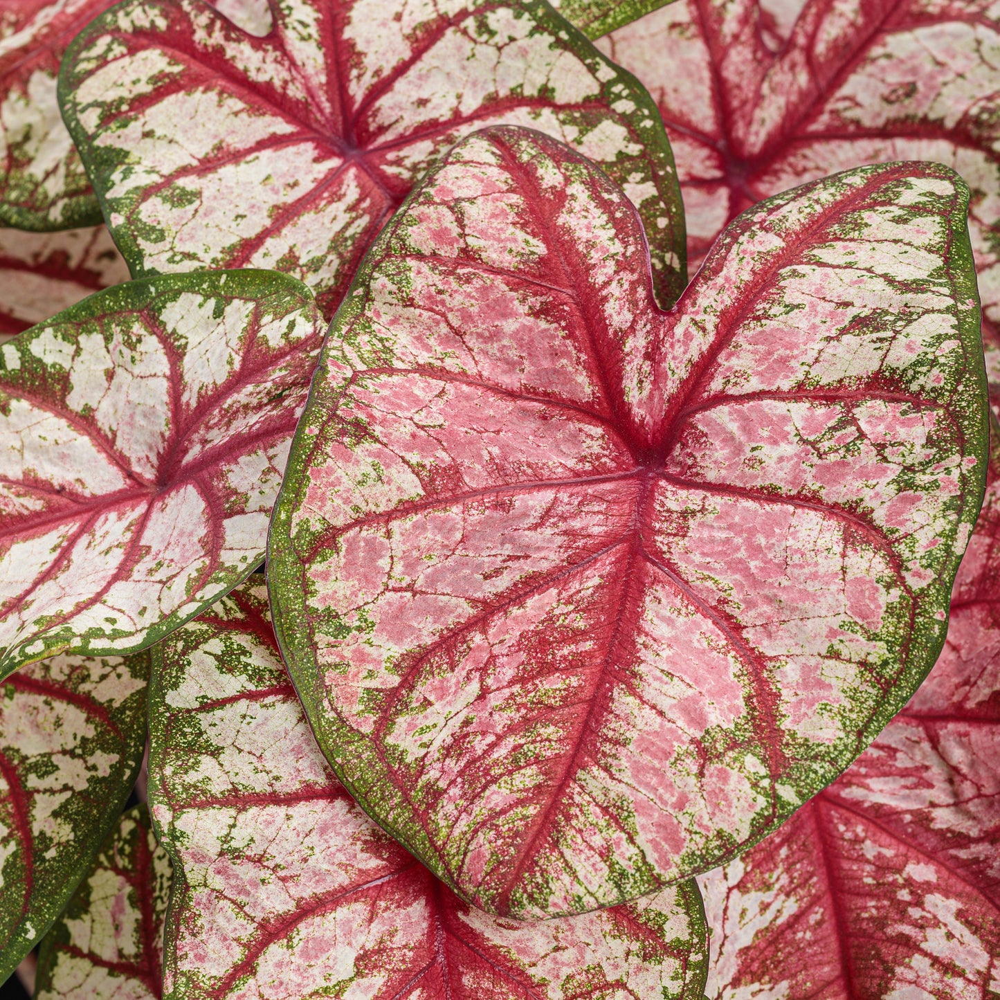 Heart to Heart® 'Bottle Rocket' Caladium - Photo Courtesy of Proven Winners, Inc.