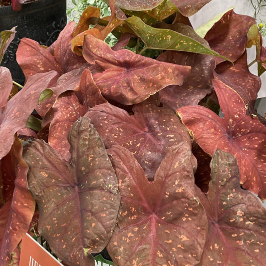Heart to Heart® 'Burning Heart' Caladium features large, heart-shaped leaves in reddish-brown with yellow speckles. This tropical houseplant stands out, while hints of green foliage and a black pot can be seen in the background - Photo Property of Garden Crossings LLC