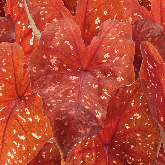 Heart to Heart® 'Burning Heart' Caladium - Photo Courtesy of Proven Winners, Inc.