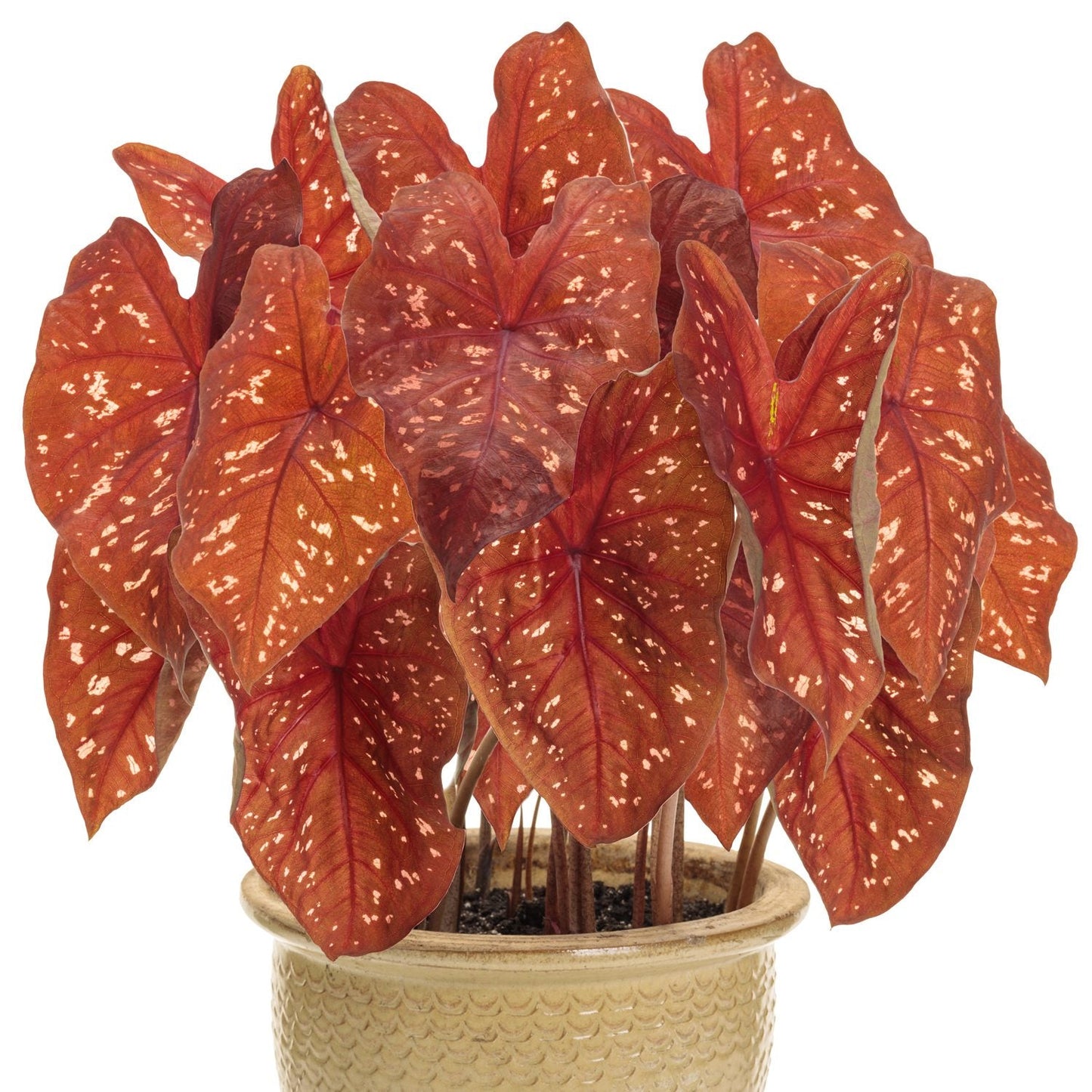 The Heart to Heart® 'Burning Heart' Caladium features large, heart-shaped leaves in vibrant red and orange with white speckles. This tropical houseplant is displayed in a textured, light-colored pot against a white background - Photo Courtesy of Proven Winners, Inc. Decorative pot not included.