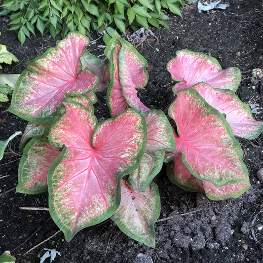 A cluster of Heart to Heart® 'Chinook' Caladium plants featuring large, heart-shaped salmon pink leaves with white centers and green borders, thriving in dark soil - Photo Property of Garden Crossings LLC
