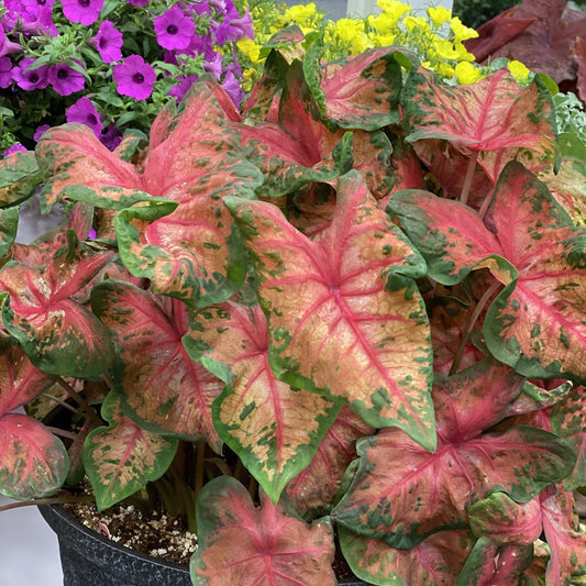 A close-up of Heart to Heart® 'Clowning Around' Caladium, showing its striking pink and green leaves in a pot, with purple and yellow flowers blooming in the background - Photo Property of Garden Crossings LLC. Decorative pot not included.