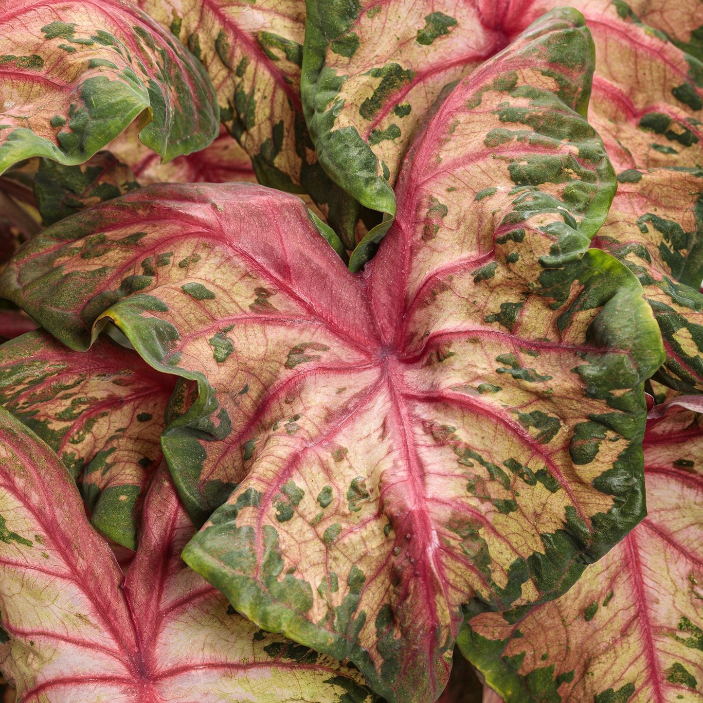 Close-up of Heart to Heart® 'Clowning Around' Caladium leaves featuring vibrant pink veins, green edges, and light pink and cream splotches for a striking tropical houseplant foliage pattern - Photo Courtesy of Proven Winners, Inc.