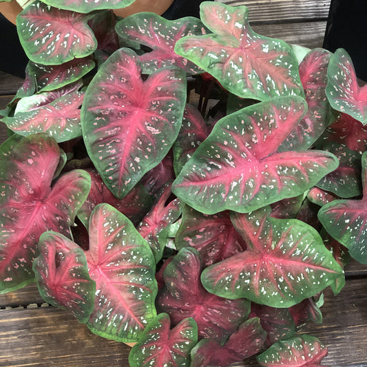 Heart to Heart® Fast Flash Caladium - Photo Property of Garden Crossings LLC