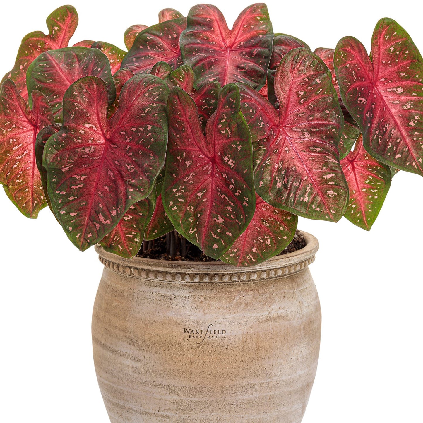 Heart to Heart® Fast Flash Caladium - Photo Courtesy of Proven Winners, Inc.