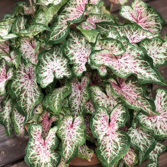 Heart to Heart® 'Heart and Soul' Caladium displays heart-shaped leaves with green edges, white centers, and pink veins, making it a striking decorative foliage plant - Photo Property of Garden Crossings LLC. Decorative pot not included.