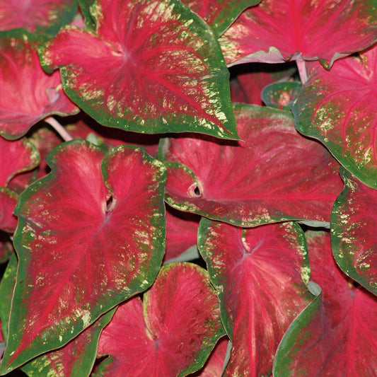 Heart to Heart® Heart's Delight Caladium - Photo Courtesy of Proven Winners, Inc.