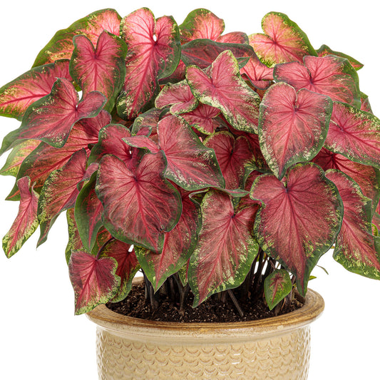 Heart to Heart® Heart's Delight Caladium - Photo Courtesy of Proven Winners, Inc.