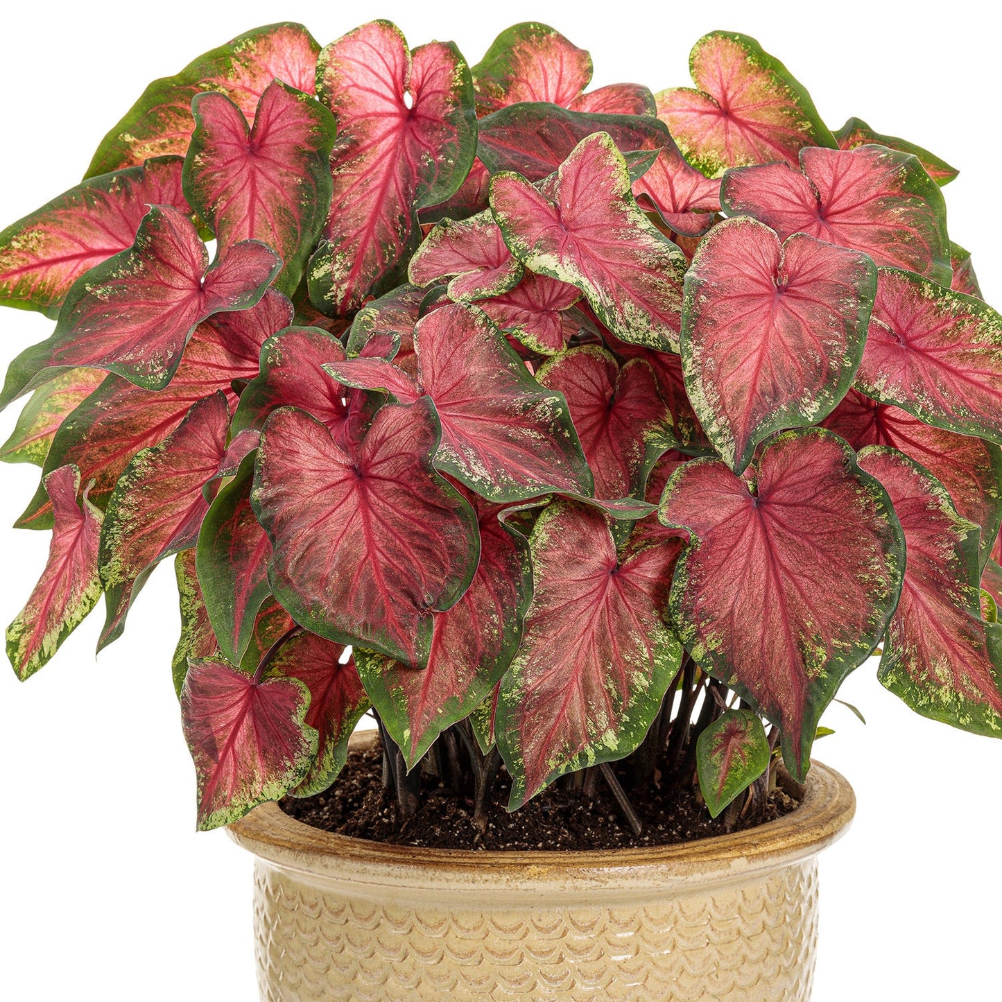 The Heart to Heart® Heart's Delight Caladium features large, vibrant pink heart-shaped leaves with green edges, displayed in a beige decorative pot against a white background - Photo Courtesy of Proven Winners, Inc. Decorative pot not included.