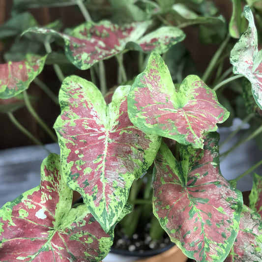 Heart to Heart® 'Mesmerized' Caladium - Photo Property of Garden Crossings LLC