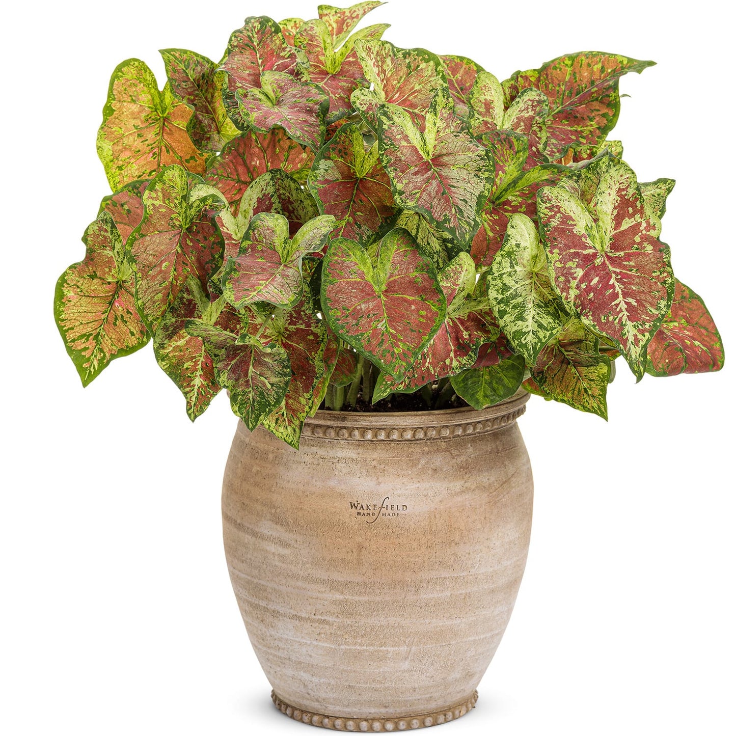 A beige ceramic pot with a subtle decorative rim and Wakefield branding holds the Heart to Heart® 'Mesmerized' Caladium, a tropical houseplant with heart-shaped green, red, and cream leaves - Photo Courtesy of Proven Winners, Inc. Decorative pot not included.