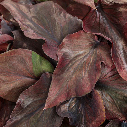 Close-up of overlapping, heart-shaped leaves of the Heart to Heart® 'Midnight Oil' Caladium, featuring deep burgundy tones with hints of green and purple, smooth glossy texture, and pronounced veins - Photo Courtesy of Proven Winners, Inc.