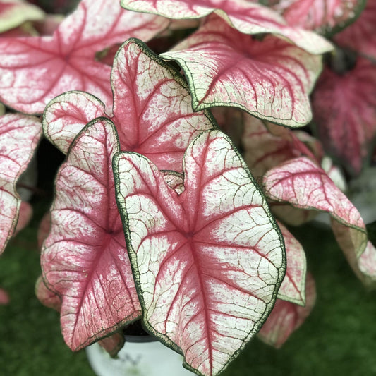 Heart to Heart® 'Radiance' Caladium features large, heart-shaped leaves with vibrant pink centers, white edges, and dark green borders. This tropical houseplant adds a striking pop of color with its decorative pink foliage - Photo Property of Garden Crossings LLC