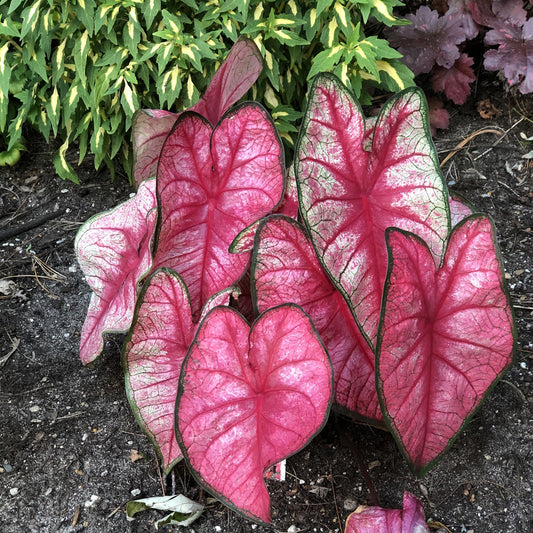 A cluster of Heart to Heart® 'Radiance' Caladium, featuring striking pink foliage, grows in a garden bed amid soil and other leafy plants with green and yellow tones in the background - Photo Property of Garden Crossings LLC