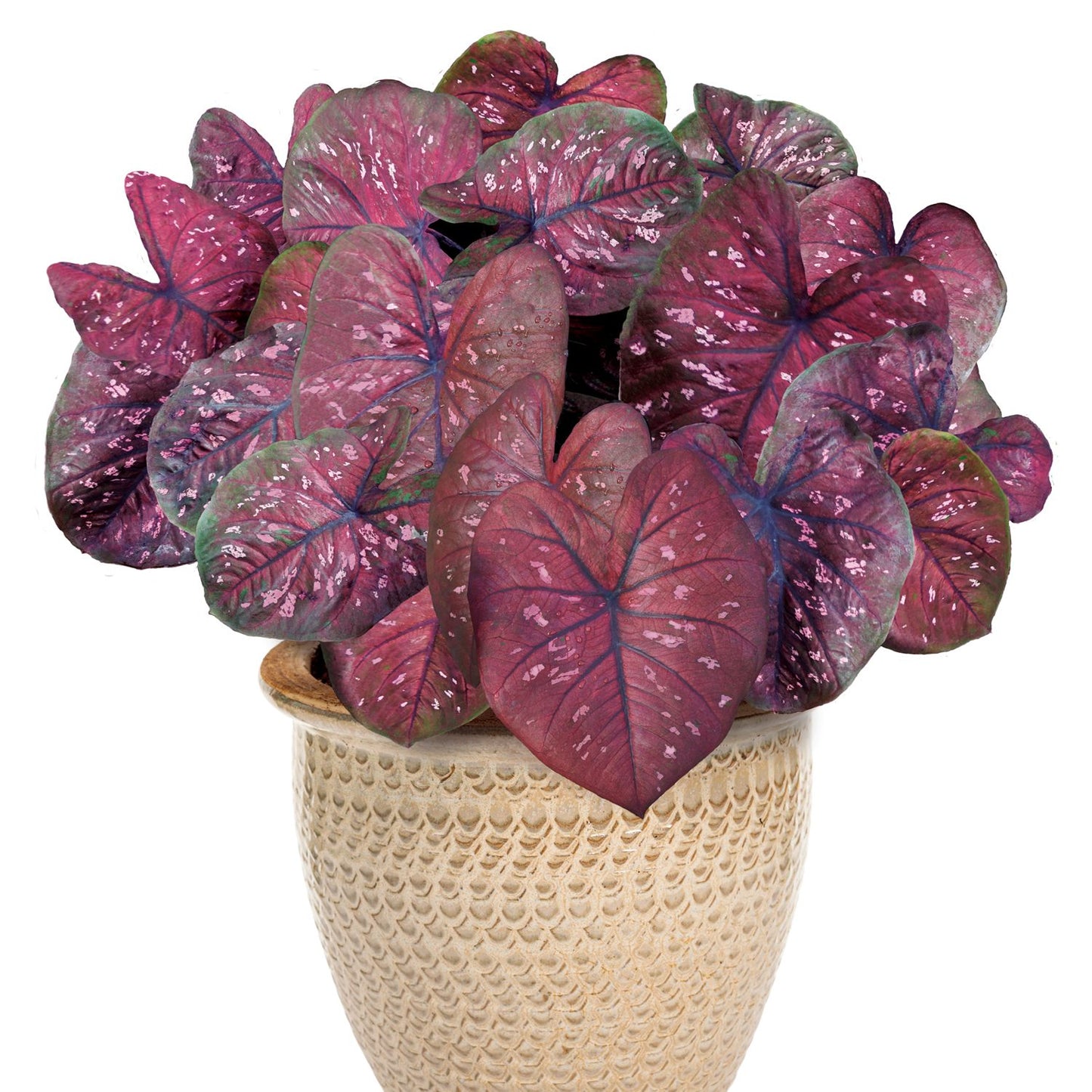 Heart to Heart® 'Rain or Shine' Caladium features deep reddish-purple, heart-shaped leaves speckled with pink and white, displayed in a textured beige pot against a white background - Photo Courtesy of Proven Winners, Inc. Decorative pot not included.