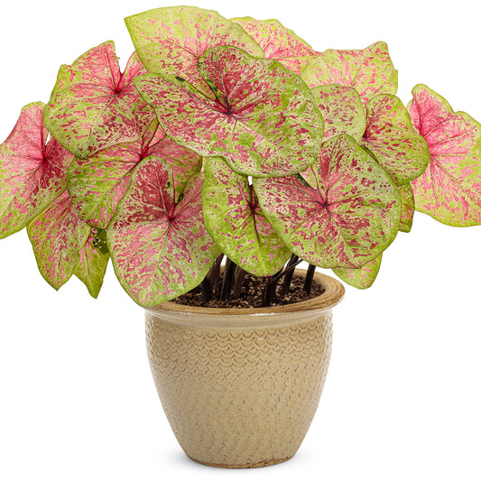 Heart to Heart® Raspberry Moon Caladium - Photo Courtesy of Proven Winners, Inc.