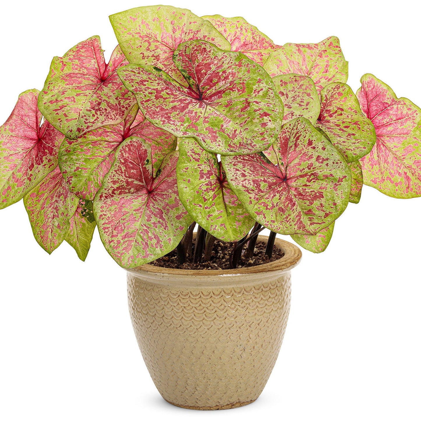 The Heart to Heart® Raspberry Moon Caladium is a shade-loving foliage plant with large, heart-shaped pink, light green, and red leaves in a textured beige ceramic pot, shown against a white background - Photo Courtesy of Proven Winners, Inc. Decorative pot not included.