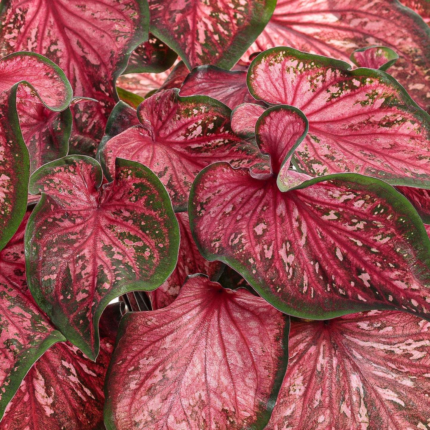 Heart to Heart® Scarlet Flame Caladium features clusters of heart-shaped leaves with vibrant pink centers, green edges, and speckled patterns, creating a striking contrast between the bold pink and lush green hues - Photo Courtesy of Proven Winners, Inc.