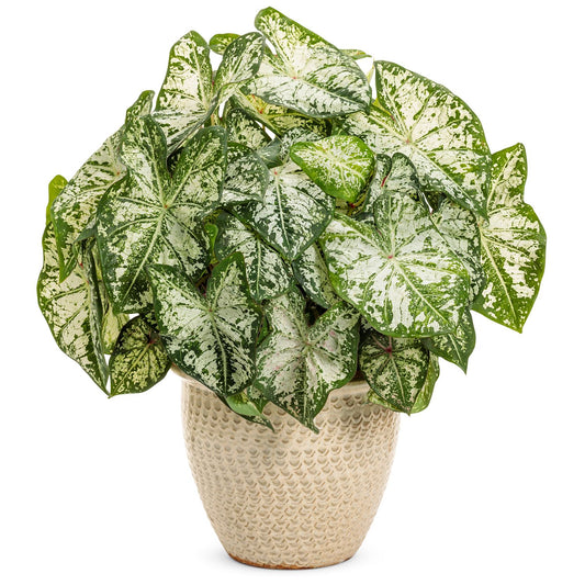 Heart to Heart® 'Snow Flurry' Caladium - Photo Courtesy of Proven Winners, Inc.