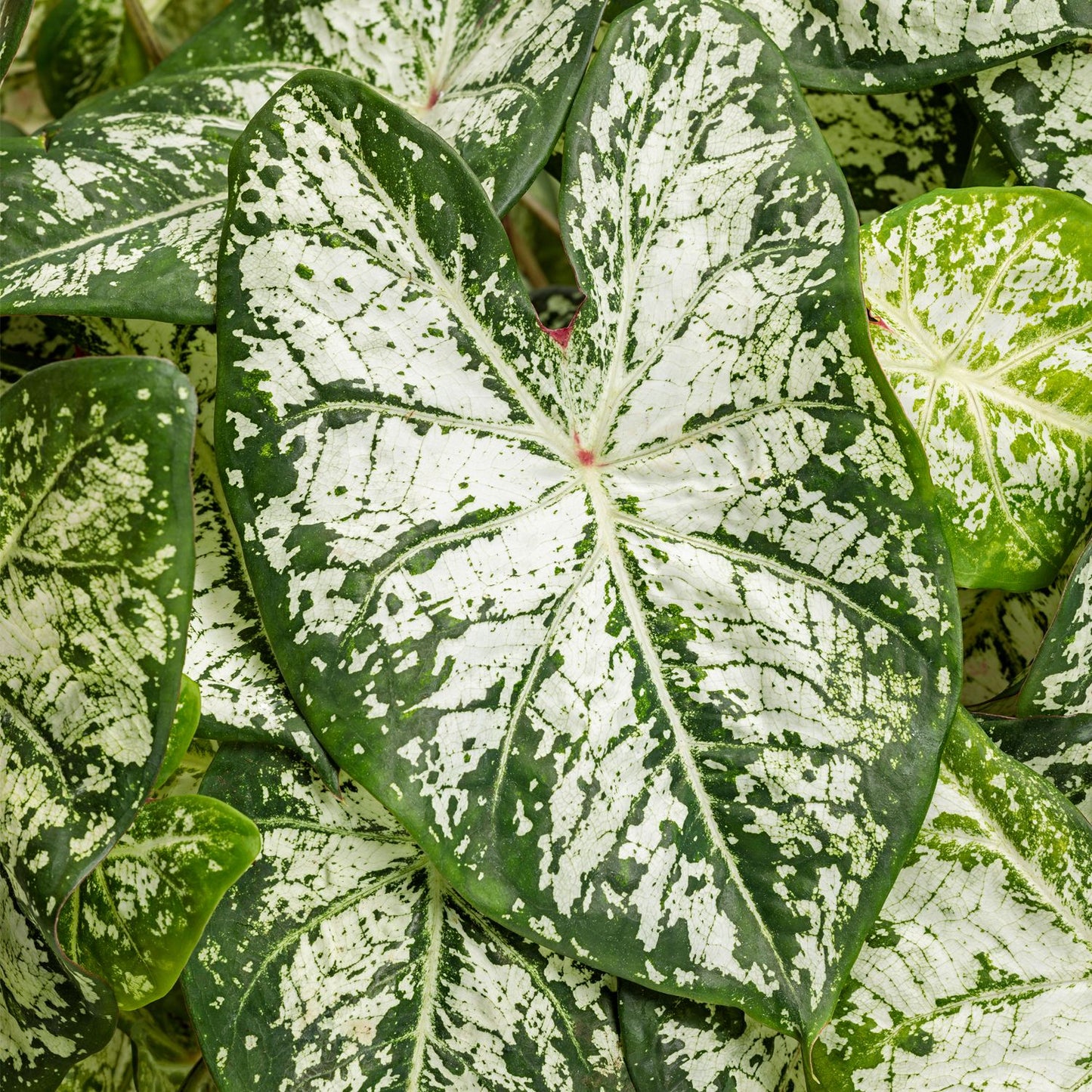 Large, heart-shaped green leaves with bold white speckles and marbling overlap densely - Photo Courtesy of Proven Winners, Inc.