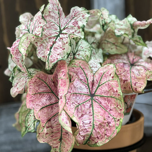 Heart to Heart® 'Splash of Wine' Caladium - Photo Property of Garden Crossings LLC