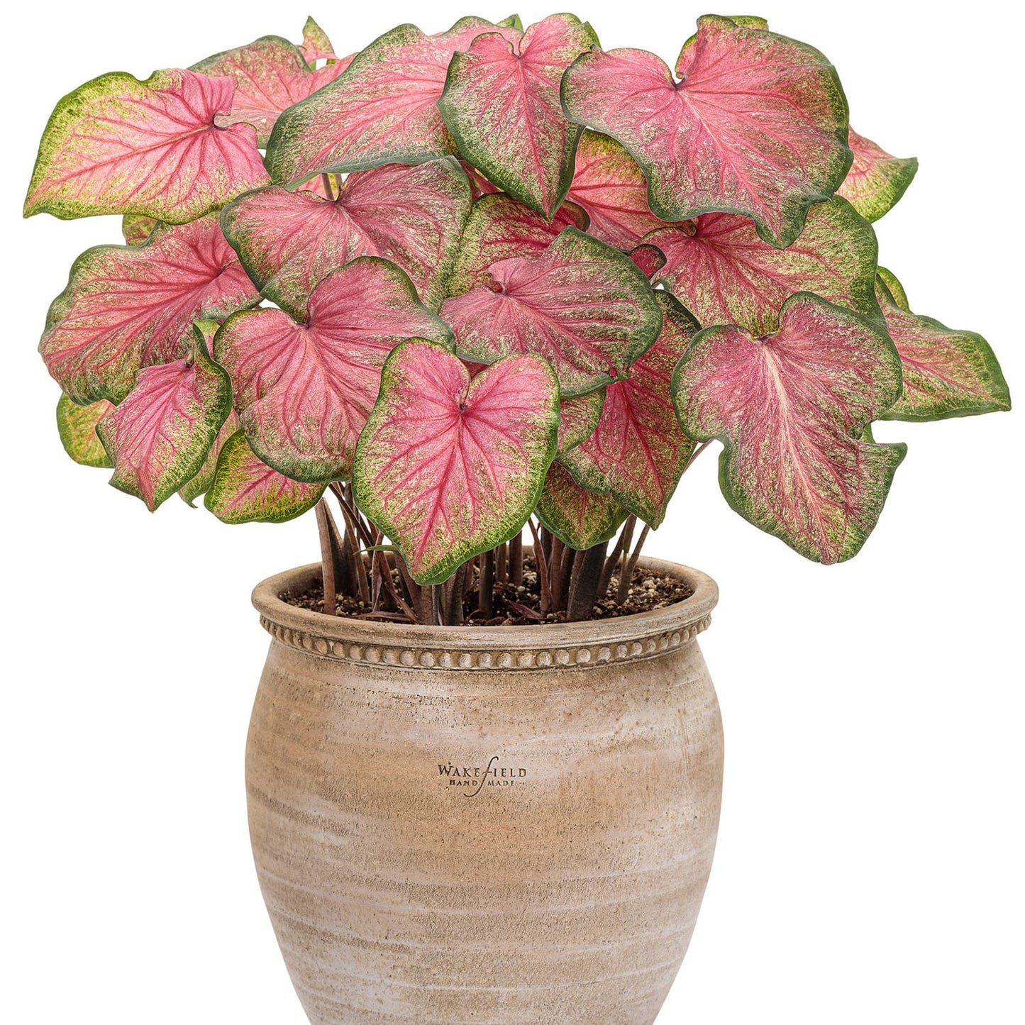 Heart to Heart® 'Tickle Me Pink' Caladium - Photo Courtesy of Proven Winners, Inc.