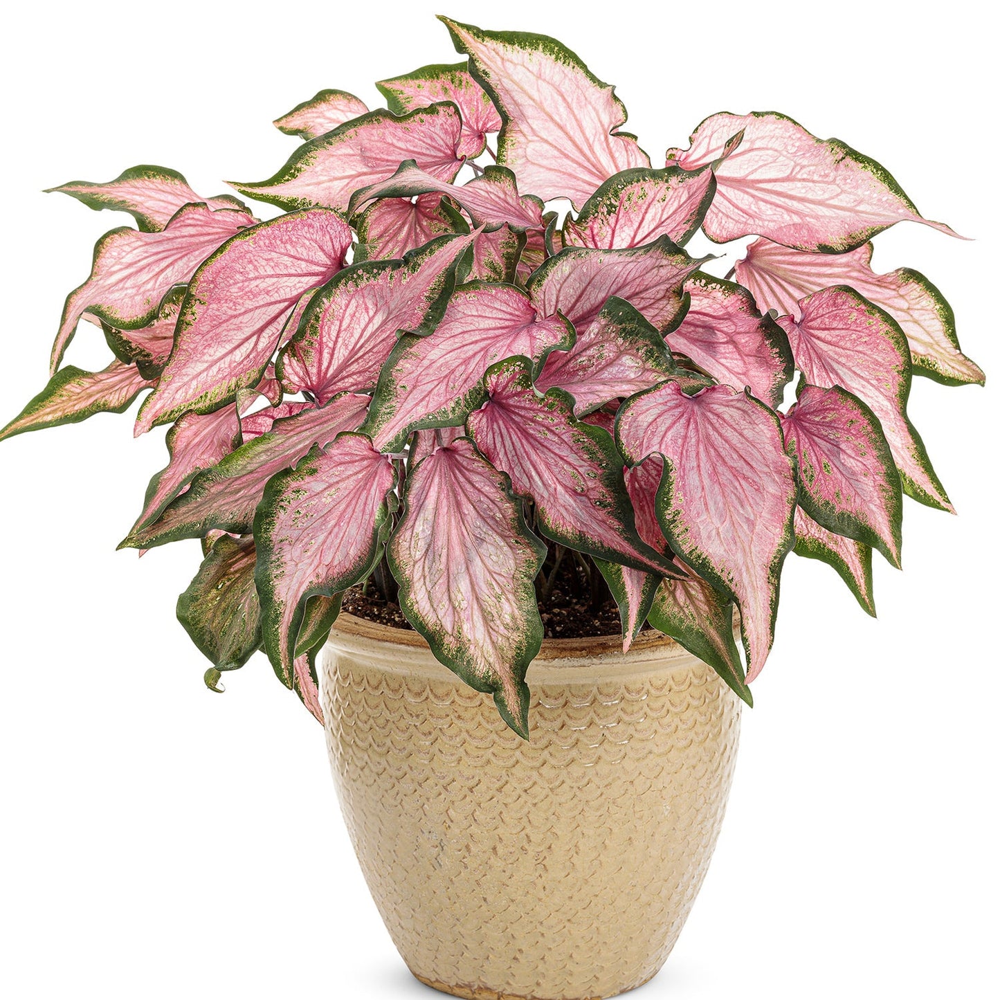 The Heart to Heart® 'Va Va Violet' Caladium, a shade-tolerant plant with large, pointed leaves featuring pink centers and green edges, is displayed in a textured beige pot against a white background - Photo Courtesy of Proven Winners, Inc. Decorative pot not included.