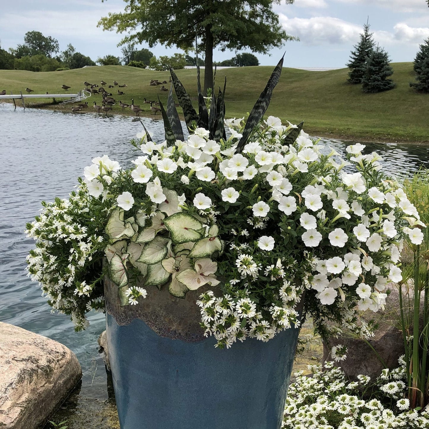 Heart to Heart® White Wonder Caladium - Photo Property of Garden Crossings LLC