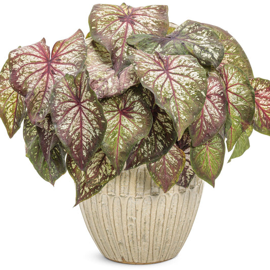 Heart to Heart® 'Xplosion' Caladium - Photo Courtesy of Proven Winners, Inc.