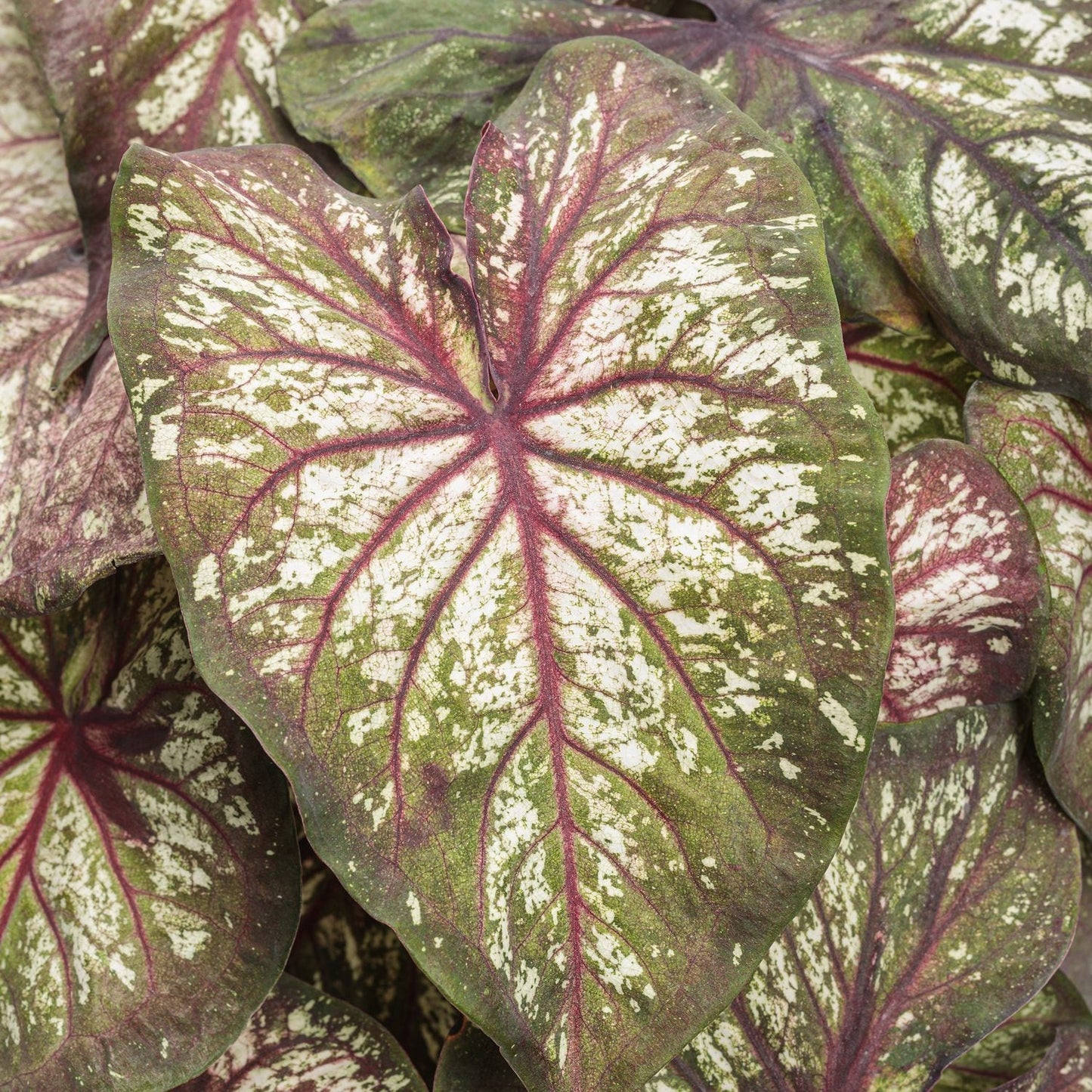 Heart to Heart® 'Xplosion' Caladium features heart-shaped leaves with green edges, white splotches, and striking dark pink veins for a bold, textured look - Photo Courtesy of Proven Winners, Inc.