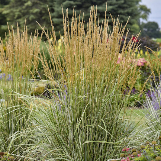 Hello Spring!® Feather Reed Grass (Calamagrostis) features narrow green leaves and upright, feathery golden-brown flower spikes, making a striking display in landscaped gardens with colorful flowers and lush greenery in the background - Photo Courtesy of Ball Horticulture, Inc.